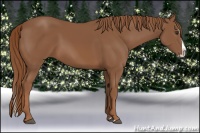 Horse Color:Chestnut Splash 