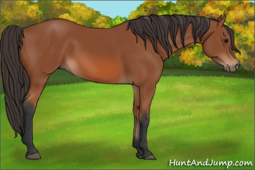 Horse Color: Unknown 