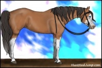 Horse Color:Bay Splash Frame 