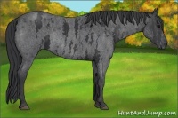 Horse Color:White Spotted Blue Roan Rabicano  Brindle