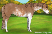 Horse Color:Chestnut Sabino