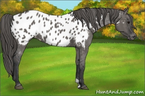 Horse Color:Grullo Appaloosa 