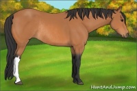 Horse Color:Bay Rabicano 