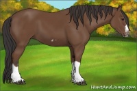 Horse Color:Bay Splash Frame 