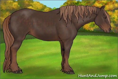 Horse Color: Liver Chestnut 