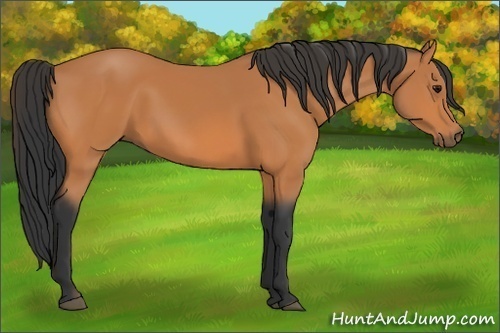 Horse Color: Bay 