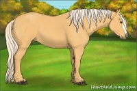 Horse Color:Palomino 