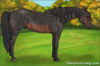 Horse Color:Brown Rabicano Brindle