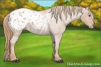 Horse Color:Red Roan Appaloosa 