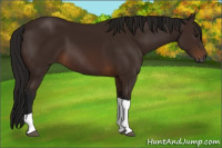 Horse Color:Gray Bay Tobiano 