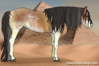 Horse Color:White Spotted Bay 