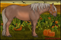 Horse Color:Chestnut Mushroom