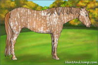 Horse Color:Amber Champagne Mushroom Appaloosa  Brindle