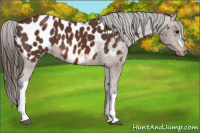 Horse Color:Bay Appaloosa