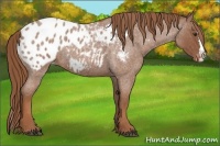 Horse Color:Red Roan Splash Appaloosa 