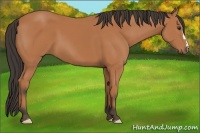 Horse Color:Bay 