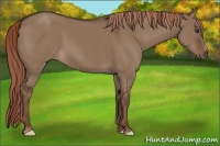 Horse Color:Liver Red Dun 