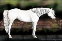 Horse Color:Gray Silver Amber Cream Champagne Roan Dun Splash Tobiano Frame Varnish Rabicano 
