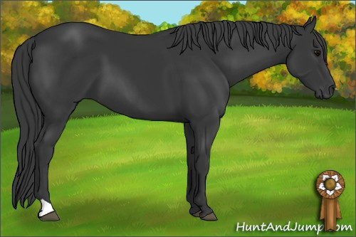Horse Color: Black 