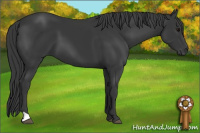 Horse Color:Black 