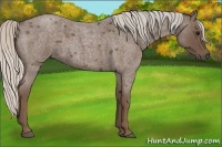 Horse Color:Silver Blue Roan 