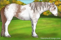 Horse Color:White Spotted Chestnut Sabino 