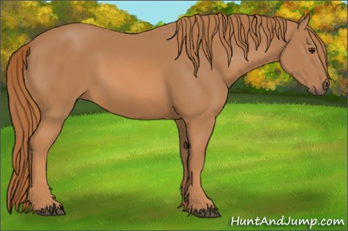 Horse Color: Chestnut 