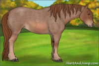Horse Color:Red Roan