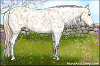 Horse Color:Buckskin Roan Splash Near Leopard 