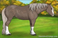 Horse Color:Silver Black Splash 