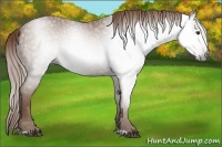 Horse Color:Gray Chestnut 