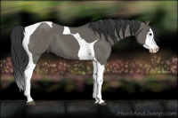 Horse Color:Grullo Splash Tobiano 