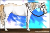 Horse Color:Buckskin Pearl Splash Frame
