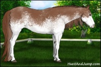 Horse Color:White Spotted Chestnut 