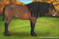 Horse Color:Bay Splash Rabicano