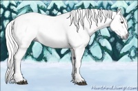 Horse Color:Gray White Spotted Chestnut 