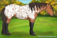 Horse Color:Bay Blanket 