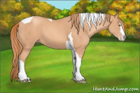 Horse Color:Gold Champagne Splash Tobiano