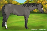 Horse Color:Grullo 