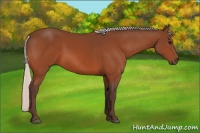 Horse Color:Silver Bay 