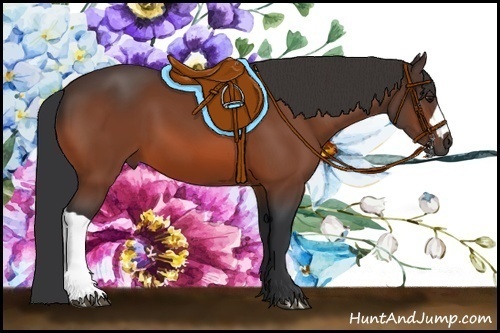 Horse Color: Bay 