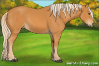 Horse Color:Palomino Rabicano