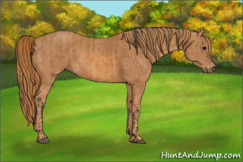 Horse Color: Bay  Brindle