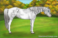 Horse Color:White Spotted Black Splash Tobiano Frame Varnish 