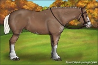 Horse Color:Chestnut Sabino