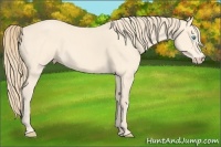 Horse Color:Perlino