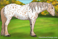 Horse Color:Chestnut Frame Appaloosa 