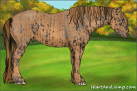 Horse Color:ERROR: UNKNOWN ANOMALY Brindle