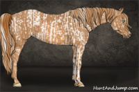 Horse Color:Chocolate Palomino Pearl Sabino Varnish Rabicano  Brindle