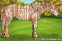 Horse Color:Chocolate Palomino Pearl Sabino Appaloosa Rabicano  Brindle